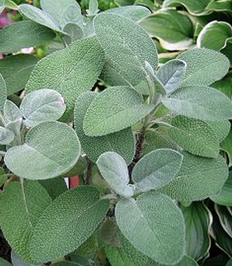 salvia officinalis berggarten 